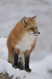 Red fox, animal, animals, beast of prey, beasts of prey, camera view, eye contact, canids,