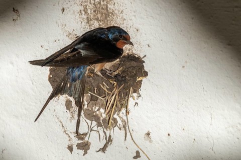 Hirundo rustica, barn swallow, birds, brood, nest building, passeri, swallows, songbirds, birds