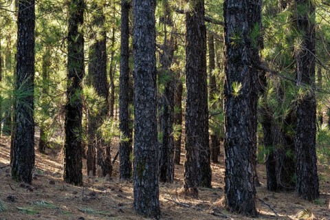 Pine forest, Canary Island pine (Pinus canariensis), morning light. La Palma, Canary Islands, Spain