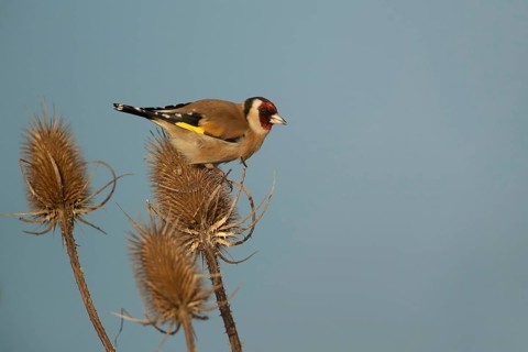 European goldfinch (Carduelis carduelis) adult bird on a Teasel (Dipsacus fullonum) seed head,