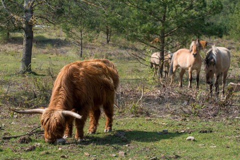 Artiodactyla, bos primigenius f. taurus, even-toed ungulate, highland cattle, kyloe, cloven-hoofed,