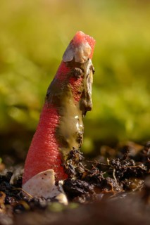 Corynites brevis, Corynites ravenelii, raspberry-red dog rod, mutinus brevis, mutinus ravenelii,