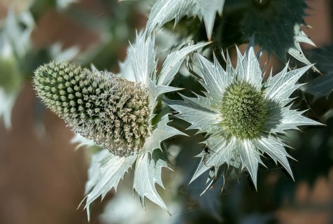 Apiaceae, umbels, ivory man litter, ivory thistle, eryngium giganteum, Miss Willmott's Ghost,