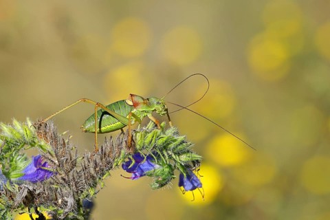 Steppe saddle grasshopper (Ephippiger ephippiger), Male, in a vineyard, on Viper's bugloss (Echium