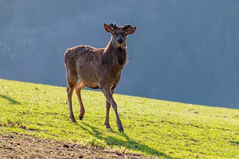 A red deer stag (Cervus elaphus) with velvet antlers runs backlit on a sunny morning across a green