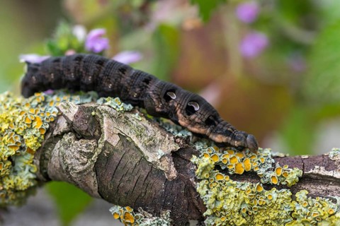 Deilephila Elpenor, medium wine swarmer, sphingidae, butterfly, elephant hawk moth, insects, large