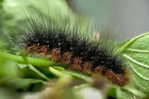 Arctia caja, arctiida, brown bear, bear moth, garden tiger, great tiger moth, butterfly, inchworm,