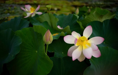Pink lotus flower (Nelumbo nucifera), Stuttgart, Baden-Württemberg, Germany
