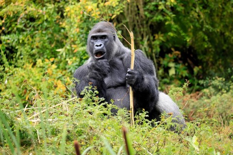 Western gorilla (Gorilla gorilla), adult, male, silverback, sitting on the ground, eating