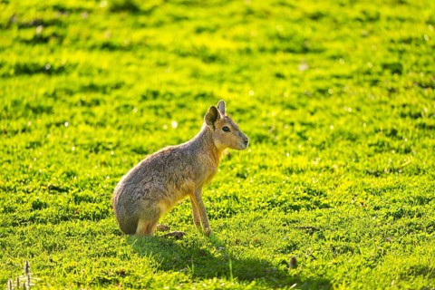 Greater capybara (Hydrochoerus hydrochaeris) on a meadow, Germany