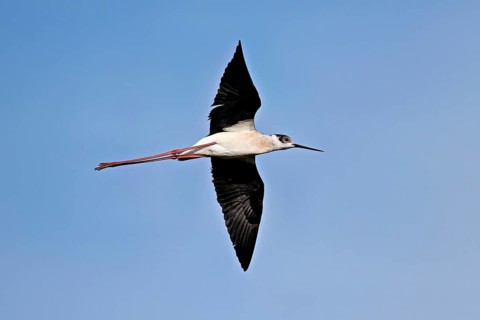 Black-winged Black-winged Stilt (Himantopus himantopus, in flight, Camargue, southern France,