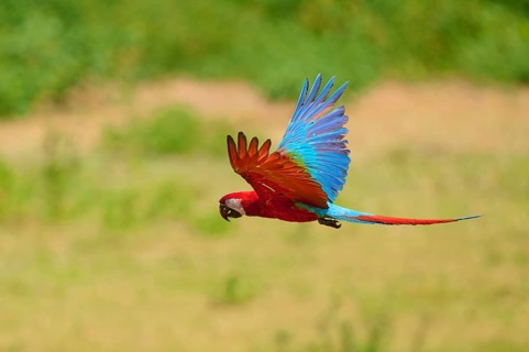 A colourful parrot flies through the air, surrounded by greenery: the green-winged macaw, or