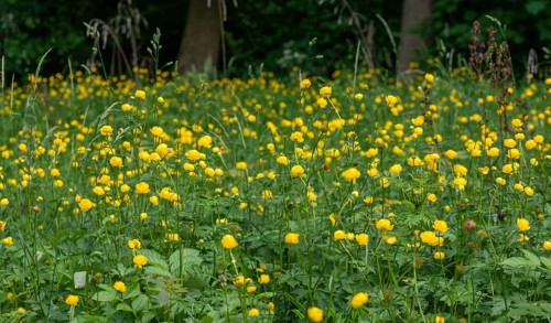 Budabin seed, buttercup, butter ball, butterrose, globe flower, goldhead, buttercup, ball