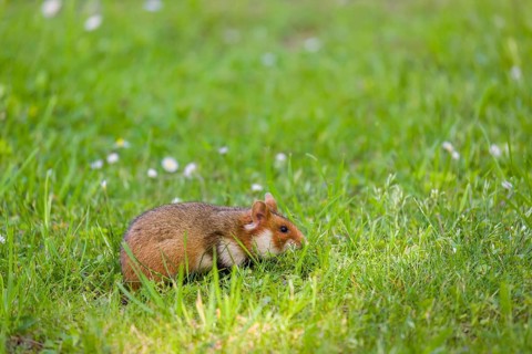 A European hamster (Cricetus cricetus), Eurasian hamster, black-bellied hamster or common hamster,