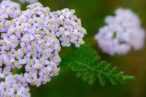 Achillea millefolium, asteraceae, common yarrow, common yarrow, daisy, yarrow, common yarrow,