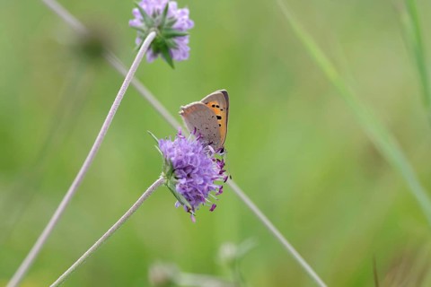 Small copper (Lycaena phlaeas), Devil's-bit scabious (Succisa pratensis), meadow, Germany, the