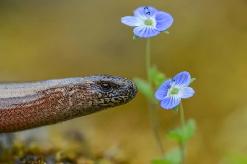 Anguis fragilis, slow worm, western slow worm, blindworm, deaf adder, hazelworm, reptiles, lizards,
