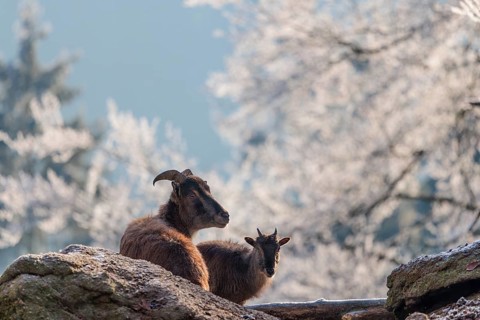 A female Himalayan tahr (Hemitragus jemlahicus) is resting with its young on a cold day on a rock