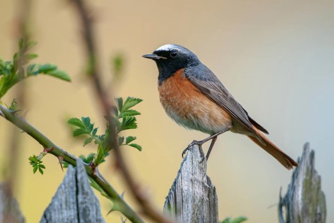 Garden redtail, Phoenicurus phoenicurus, redstart, birds, garden fence, garden birds, garden fence,