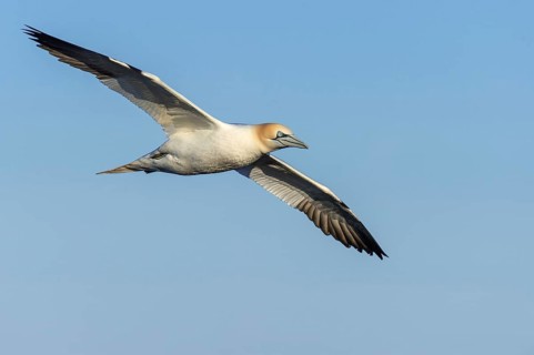 Northern Gannet (Morus bassanus) in flight, Heligoland, Schleswig-Holstein, Germany