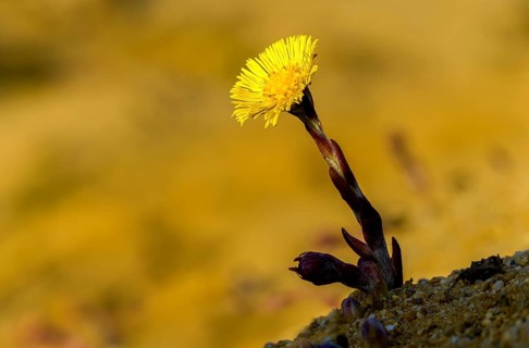 Asteraceae, brandy lettuce, coltsfoot, daisy, marchflower, horsefoot, tussilago farfara, coltsfoot,