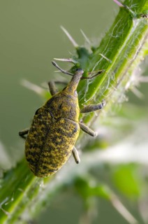 Thistle weevil, larinus cf sturnus, larinus sturnus, weevil, beetle, coleoptera, high size,