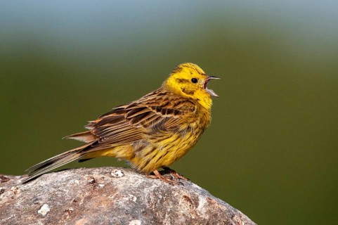 Brandenburg, Emberiza Citrinella, Germany, Yellowhammer, Nabu, national natural heritage, natural