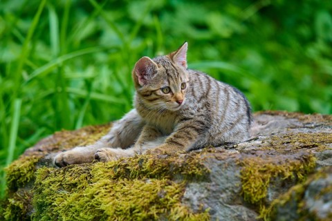 A kitten lies relaxed on a mossy rock in the forest, a young European wildcat (Felis silvestris),