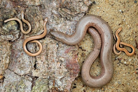 Anguis fragilis, slow worm, western slow worm, adult, blindworm, deaf adder, hazelworm, juvenile,