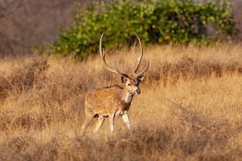 Axis deer (Axis axis) India
