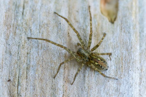 Arachnida, charcoal spider, rusty red angle spider, arachnids, tegenaria ferruginea, angle spider,
