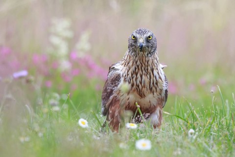 Western Marsh Harrier (Circus aeruginosus) male on grassland, Poland