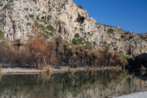 Panorama with palm trees, water reflection and rocky background under clear blue sky, forest fire,