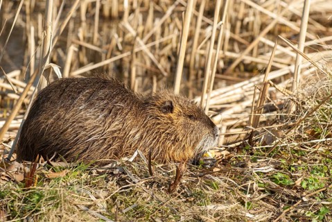 Beaver rat, coypu, myocastor coypus, rodents, nutria, rodentia, swamp beaver, mammals, rodents,