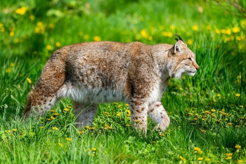 Eurasian lynx (Lynx lynx), walking on a meadow, Bavaria, Germany