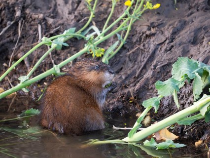Musk Rat (Ondatra zibethicus), sitting at the edge of the river Erpe, eating Rape Seed oil plant,
