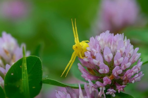 Arachnida, flower crab spider, misumena vatia, arachnids, variable crab spider, flower spider,