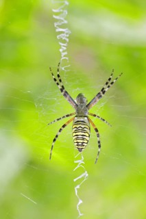 Wasp spider, zebra spider (Argiope bruennichi) on its web in a blackberry bush in a vineyard,