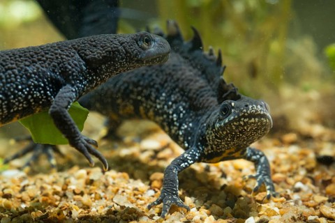 Great crested newt, crested newt, northern crested newt, Triturus cristatus, amphibians,