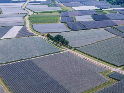 Fruit growing on Lake Constance. Apple orchards with protective nets against hail. Drone photo.