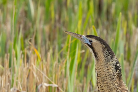 Great or Eurasian bittern (Botaurus stellaris) adult bird in a reedbed in spring, RSPB Minsmere