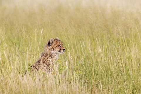Cheetah (Acinonyx jubatus). Cub. Kalahari Desert, Kgalagadi Transfrontier Park, South Africa