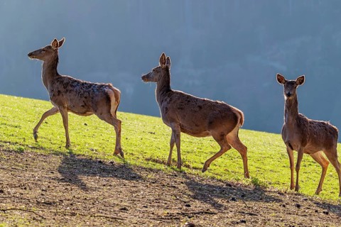 Three female red deer (Cervus elaphus) run in the morning backlit by the sun across a green meadow