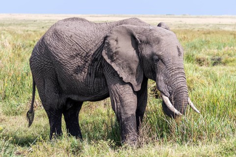African Elephant (Loxodonta africana) eating grass in the Masai Mara, Kenya