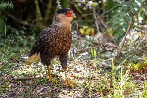Crested Caracara (Caracara plancus), Pumalín Douglas Tompkins National Park, Ruta de los Parques,