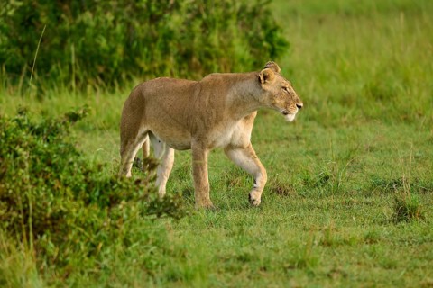A lioness strides through the green landscape, near some bushes, lion (Panthera leo), Masai Mara