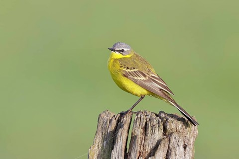Yellow Wagtail (Motacilla flava) perched on a pasture fence post, Dümmer, Lake Dümmer, Ochsenmoor,