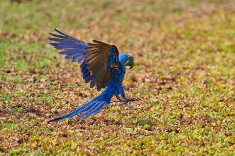 A hyacinth macaw in flight with outstretched wings, hyacinth macaw (Anodorhynchus hyacinthinus),