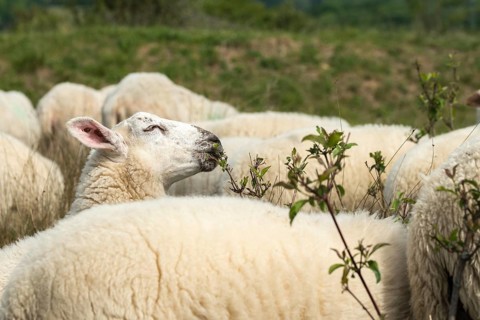 Artiodactyla, domestic sheep, even-töd ungulate, Germany, domestic sheep, nabu, natural heritage,
