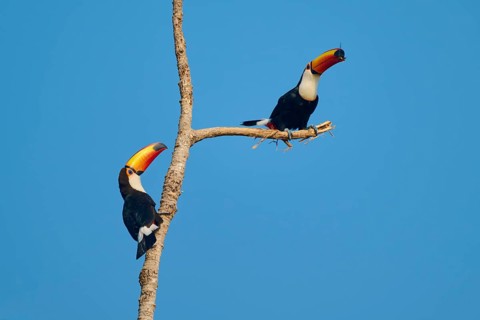 Two toucans perched on a branch against a clear blue sky: the giant toucan (Ramphastos toco),